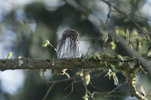 Cute Pygme owl in super green forest surroundings, Bialowieza, Poland