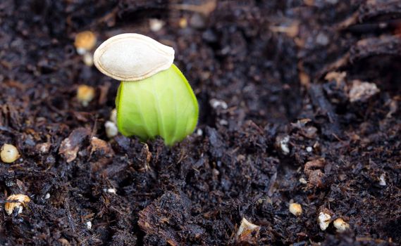 Close up image of a new zucchini seedling, focus on shell, coming out of the ground.  