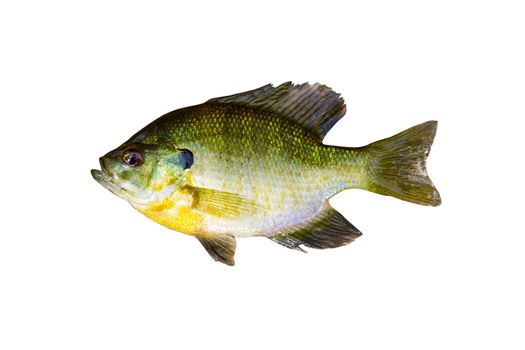 Horizontal photo of a pristine sunfish on white background 