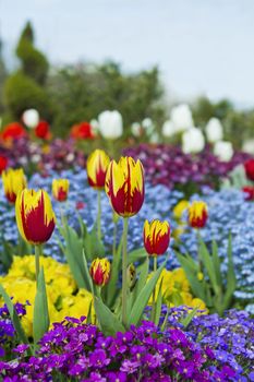 Red and Yellow Tulips surrounded by a variety of flowers with sky in background