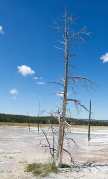 Vertical image of a tall dead tree standing upright in the hot springs of Yellowstone Park with blue sky and clouds in background 