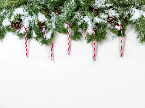 Snowy Christmas fir tree branches with candy canes on white background 