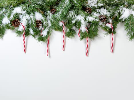 Snowy Christmas fir tree branches with candy canes on white background 