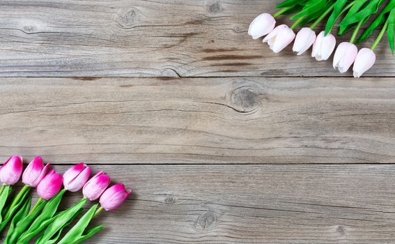 Tulips on rustic wooden boards for Easter Background 