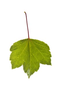 Healthy green wet maple leaf on white background
