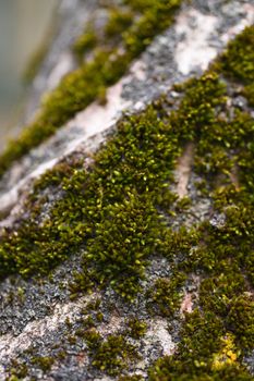 Green moss on walnut bark closeup. Stock photo of walnut tree bark and forest green moss.