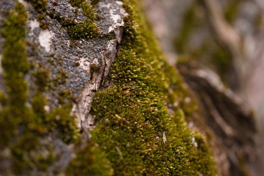 Green moss on walnut bark closeup. Stock photo of walnut tree bark and forest green moss.