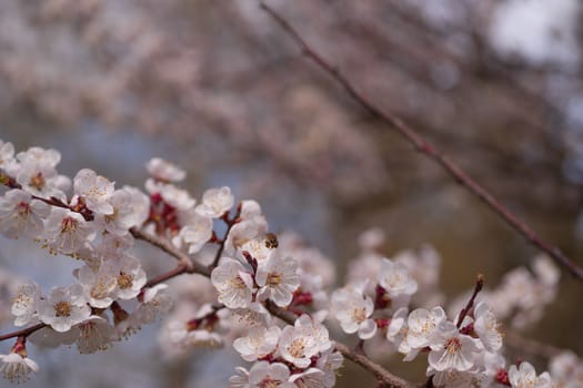 Apricot flower inflorescences on blurred background.