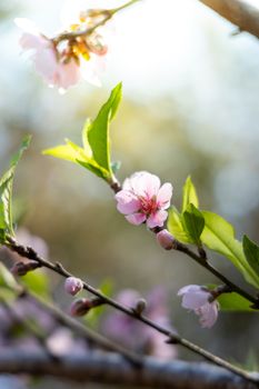 Sakura flowers blooming blossom in Chiang Mai, Thailand, nature background