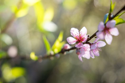 Sakura flowers blooming blossom in Chiang Mai, Thailand, nature background