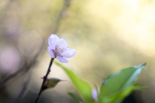 Sakura flowers blooming blossom in Chiang Mai, Thailand, nature background