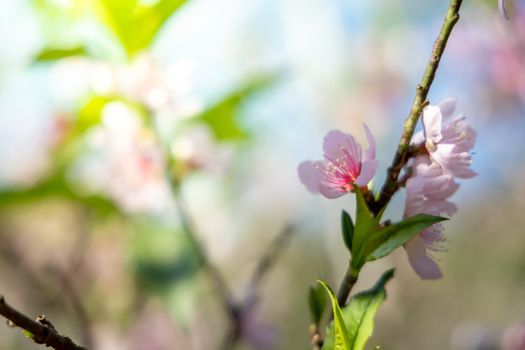 Sakura flowers blooming blossom in Chiang Mai, Thailand, nature background