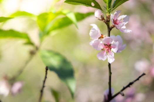 Sakura flowers blooming blossom in Chiang Mai, Thailand, nature background