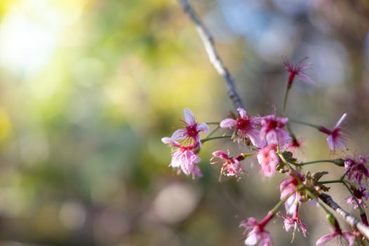 Sakura flowers blooming blossom in Chiang Mai, Thailand, nature background