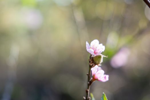 Sakura flowers blooming blossom in Chiang Mai, Thailand, nature background