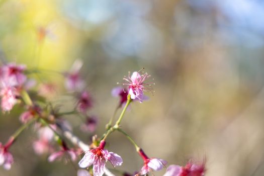 Sakura flowers blooming blossom in Chiang Mai, Thailand, nature background