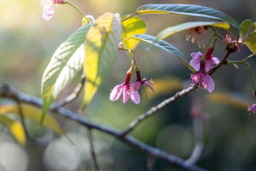 Sakura flowers blooming blossom in Chiang Mai, Thailand, nature background