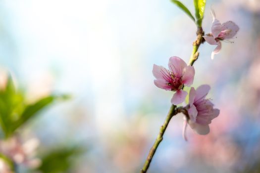 Sakura flowers blooming blossom in Chiang Mai, Thailand, nature background