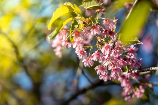 Sakura flowers blooming blossom in Chiang Mai, Thailand, nature background