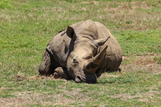 Southern White Rhinoceros (Ceratotherium simum) laying on the ground.