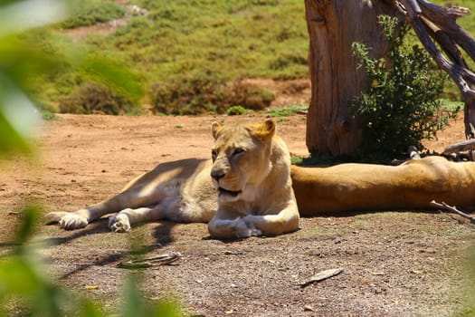 Pair of African Lions resting in the shade of a tree.