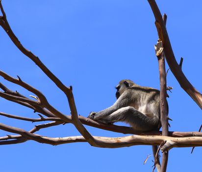 Vervet monkey (Chlorocebus pygerythrus) resting in the trees with blue sky background.