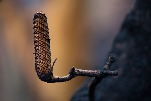 Charred flower pod after bush fire in Australia during 2019-2020 summer.  Shallow depth of field