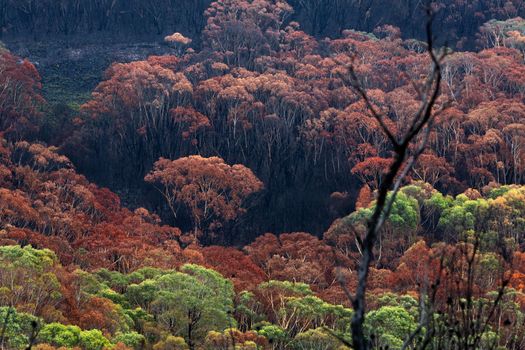 Burnt bush land after summer fires of 2019-2020 in Australia. The erratic nature of fire leaves pockets of untouched bush in amongst totally razed areas. The burnt bush land already recovering with little green leafs emerging from the ashes