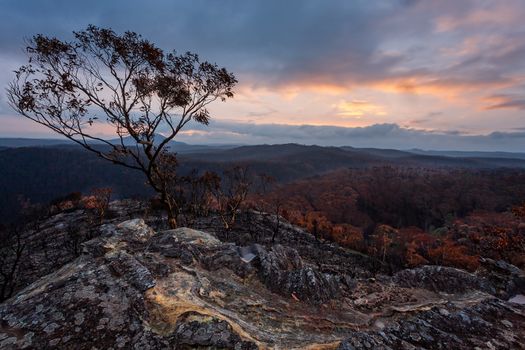 Sunset sky and light rain over burnt bush land in Blue Mountains Australia after bush fires swept through in summer of 2019-2020.