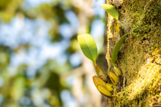 Orchid and moss on the tree in tropical forest. Closeup and copy space.