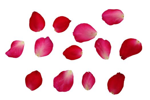 Bunch of petals pink roses isolated on white background clipping path, image for design and other.