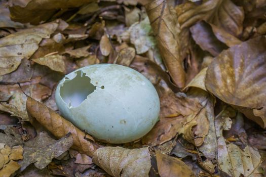 hatched bird egg in leaves close up