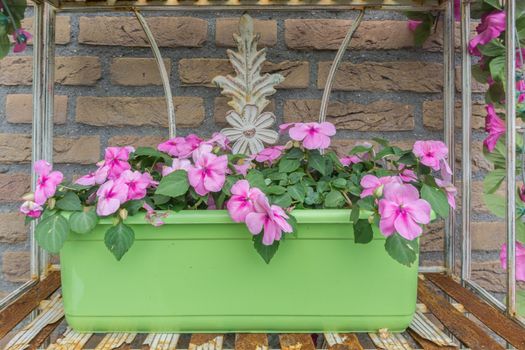 basket of pink petunias garden decoration