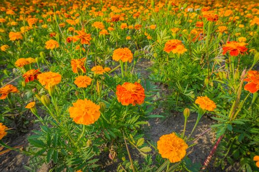 big field of orange and red marigold flowers in close up