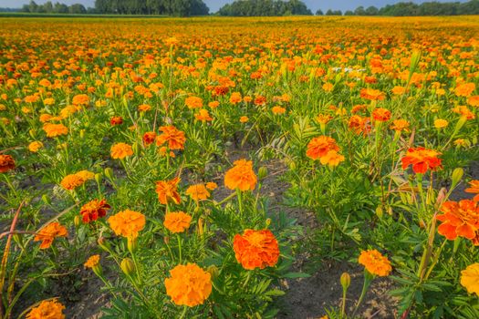 huge field of red and orange marigold flowers in macro close up