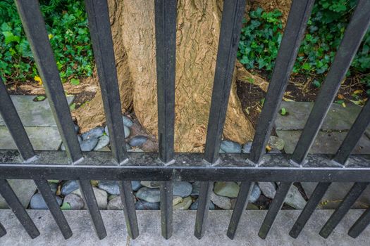 Park tree behind a fence with bars in close up