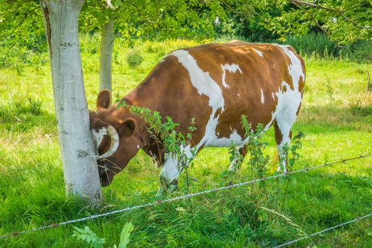 horned cow rubbing his head against a tree trunk