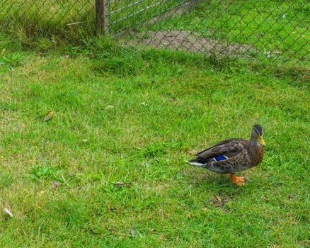 wild multiple colored duck standing in the grass