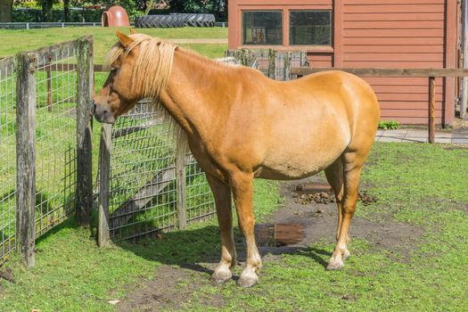 beautiful brown orange horse in the pasture