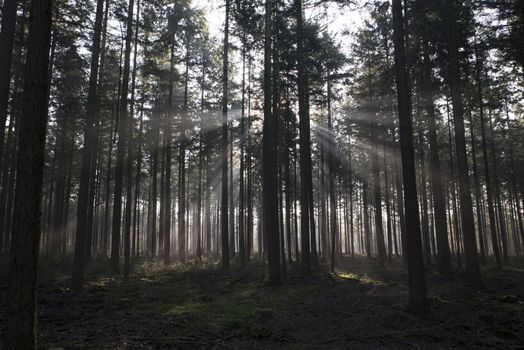 sunlight and sunbeams in the forest in nunspeet in holland park veluwe