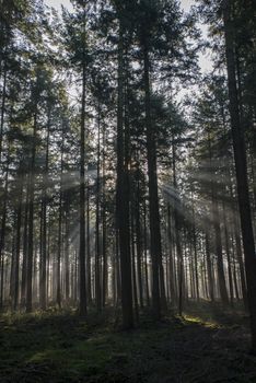 sunlight and sunbeams in the forest in nunspeet in holland park veluwe