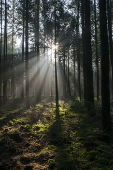 sunlight and sunbeams in the forest in nunspeet in holland park veluwe