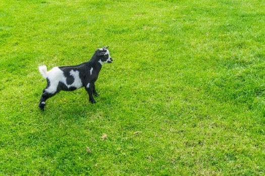 young small black and white little goat standing in the pasture