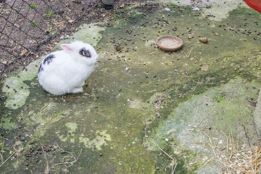 cute fluffy white rabbit sitting on the ground in close up