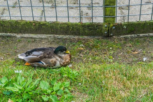 wild duck sitting in the grass with fence