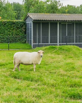 big sheep in the meadow looking