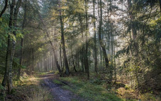 sunlight and sunbeams in the forest in nunspeet in holland park veluwe