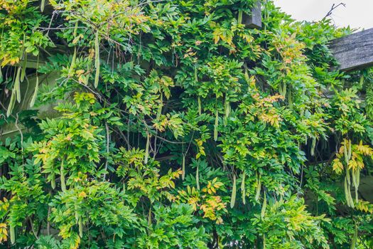 bean plant on the ceiling