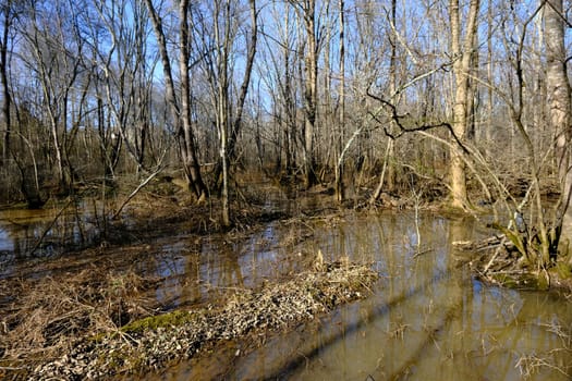 Flooded Woods in Winter After Heavy Rains