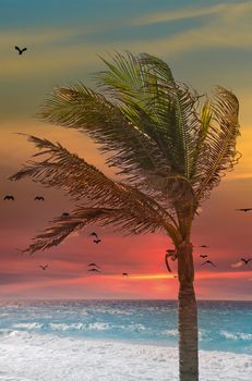 A palm tree blowing in the wing at a tropical beach